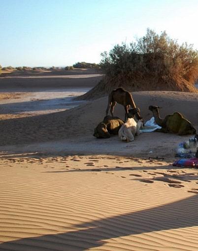 3-day camel trek morocco