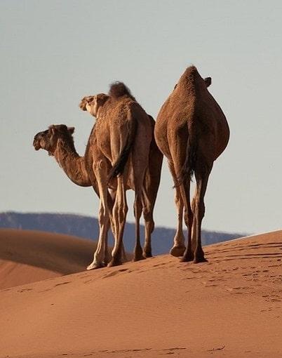 randonnée désert marocain 