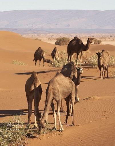 4-day morocco camel trekking