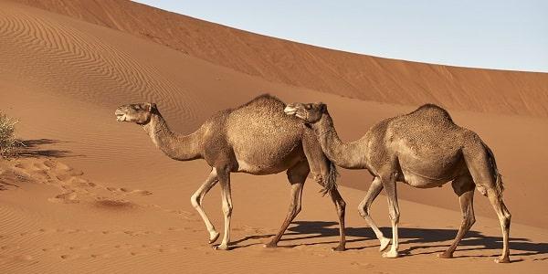 Camel ride Sahara desert